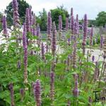 Agastache mexicana - Anijsplant, Dropplant