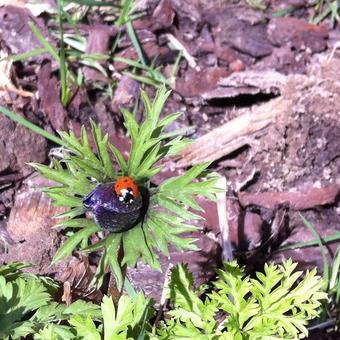 Anemone coronaria  'De Caen'