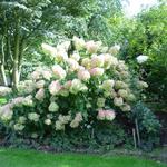 Hydrangea paniculata 'Phantom' - Pluimhortensia 