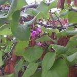 Cercis siliquastrum - Judasboom