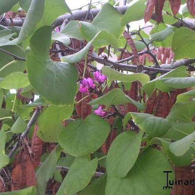 Judasboom - Cercis siliquastrum