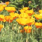 Eschscholzia californica - Slaapmutsje, Goudpapaver