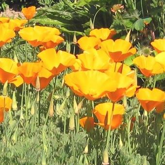 Eschscholzia californica