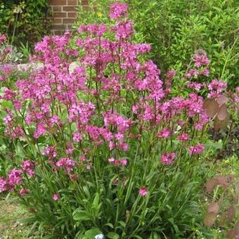 Lychnis viscaria