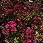 Saxifraga x arendsii CARPET 'Purple Robe' - Steenbreek