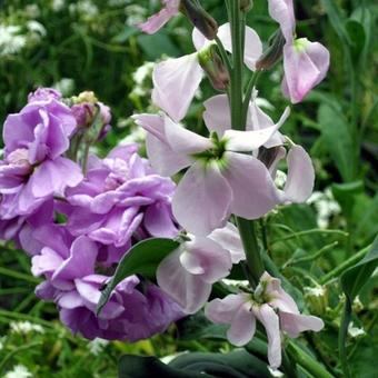 Matthiola incana