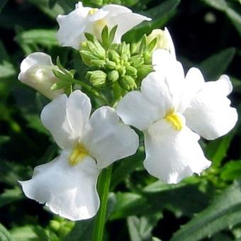 Nemesia strumosa