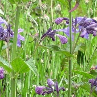 Nepeta sibirica