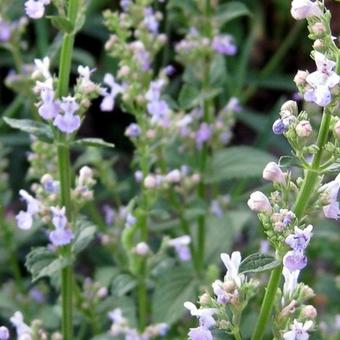 Nepeta nuda