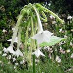 Nicotiana sylvestris - Tabaksplant, Siertabak