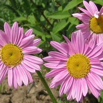 Tanacetum coccineum