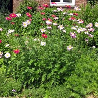 Tanacetum coccineum