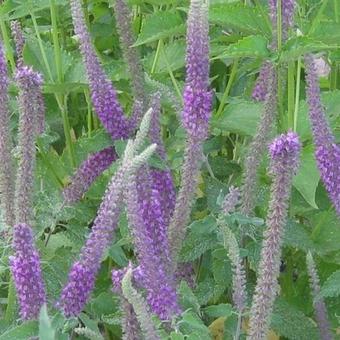 Teucrium hyrcanicum ‘Purple Tails'