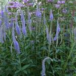 Veronica longifolia - Lange ereprijs