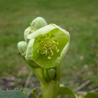 Helleborus argutifolius