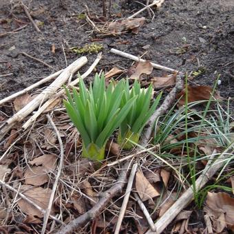 Eremurus