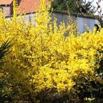 Forsythia giraldiana - Chinees klokje