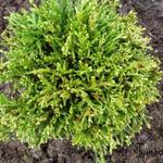 Chamaecyparis pisifera 'White Pygmy' - Schijncypres