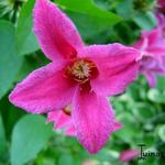 Clematis texensis 'Princess Diana' - Bosrank