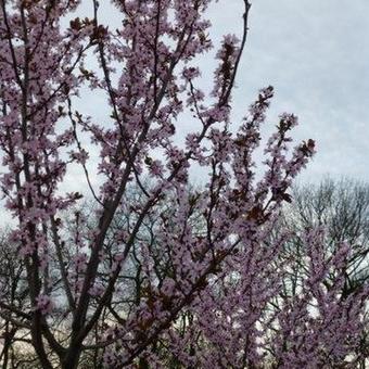 Prunus cerasifera 'Nigra'