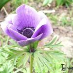 Anemone coronaria  'De Caen' - Anemoon