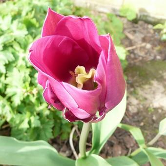 Tulipa 'Queen Of Night'