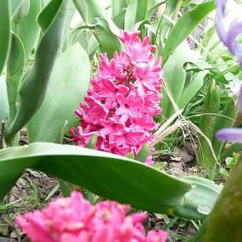 Hyacinthus