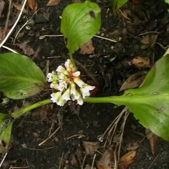 Bergenia 'Bressingham White'