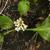 Bergenia 'Bressingham White'