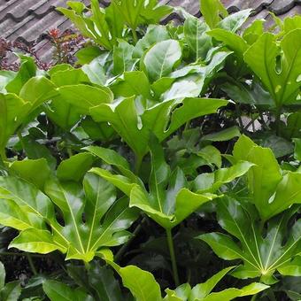 Fatsia japonica