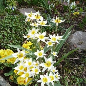 Tulipa turkestanica