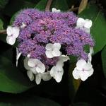 Hydrangea aspera subsp. sargentiana - Fluweelhortensia