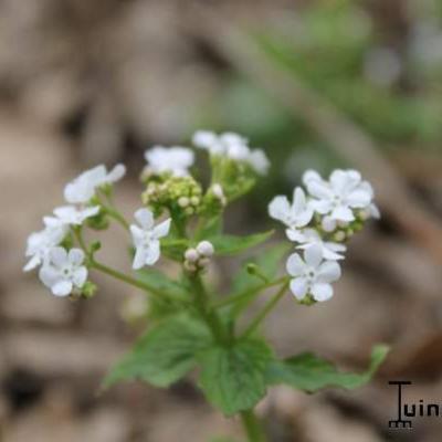 Kaukasische vergeet-mij-nietje - Brunnera macrophylla 'Betty Bowring'