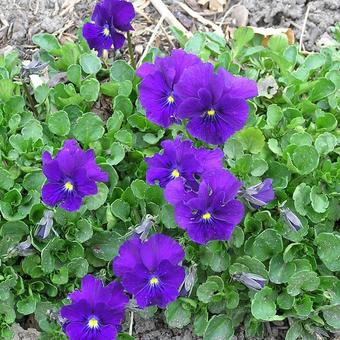 Viola cornuta 'Grumpy Bishop'