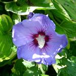 Altheastruik, Heemstroos - Hibiscus syriacus 'Oiseau Bleu'