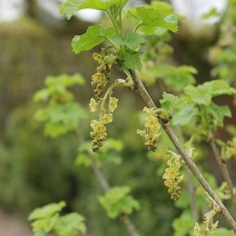 Ribes rubrum (rode bes)