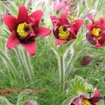 Pulsatilla vulgaris 'Eva Constance' - Wildemanskruid