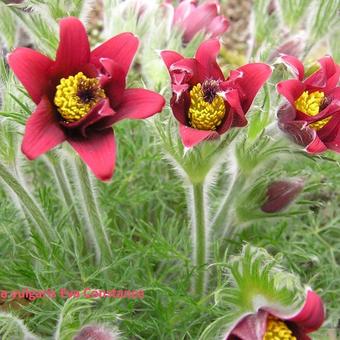 Pulsatilla vulgaris 'Eva Constance'