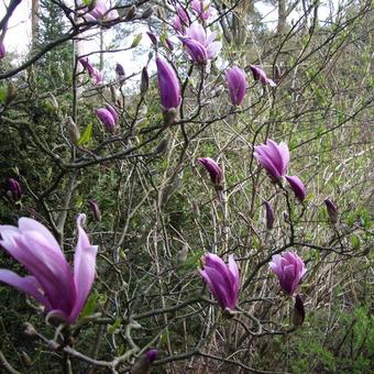 Magnolia 'Susan'