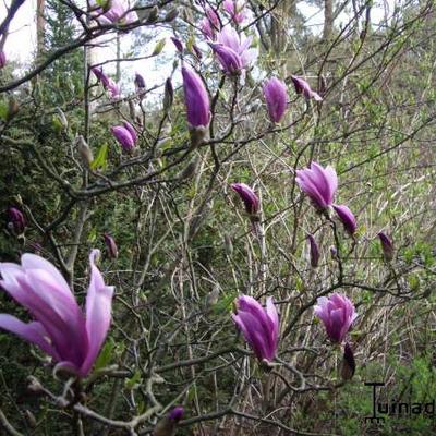 Magnolia 'Susan' - Beverboom