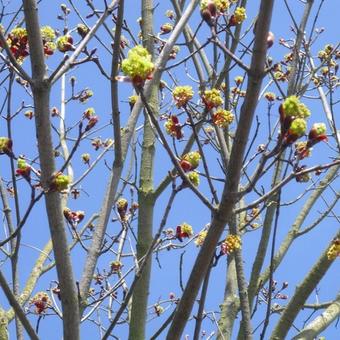 Acer platanoides  'Faassen's Black'