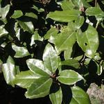 Elaeagnus x ebbingei - Olijfwilg - Elaeagnus x ebbingei