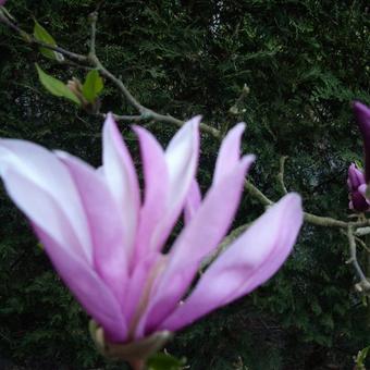 Magnolia 'Susan'