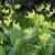 Erythronium 'Pagoda'