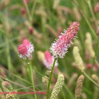 Sanguisorba officinalis 'Pink Tanna'