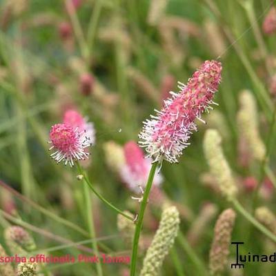 Pimpernel - Sanguisorba officinalis 'Pink Tanna'