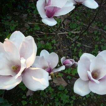 Magnolia x soulangeana 'Satisfaction'