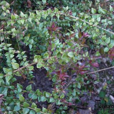 Kamperfoelie, Struikkamperfoelie - Lonicera nitida 'Red Tips'