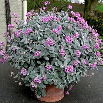 Kalanchoe pumila 'Silver Gray'