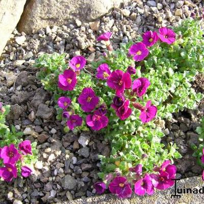 Randjesbloem - Aubrieta 'Red Carpet'